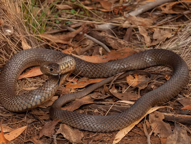 Thức ăn của loài rắn này là các loại động vật có xương sống bao gồm các loài ếch, thằn lằn, rắn, chim. Chúng thường săn mồi bằng cách truyền nọc độc và siết chặt con mồi,số lượng nọc phụ thuộc vào kích thước của con rắn.