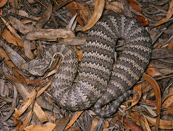Nọc độc của Death Adder là chất độc thần kinh nguy hiểm nhất trên thế giới có thể gây tê liệt và tử vong trong vòng 6 giờ dù có được cứu chữa ngay sau đó đi chăng nữa.