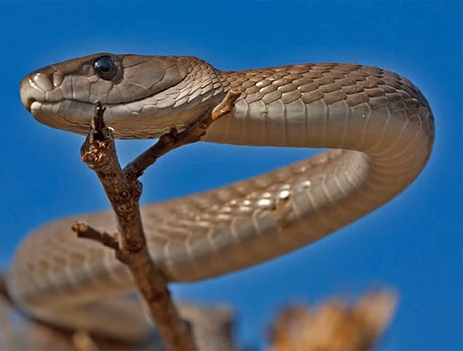 Mamba đen (Black Mamba) là loài rắn đặc hữu của vùng Đông và Nam châu Phi. Đối với người dân châu Phi, mamba đen là loài rắn đáng sợ nhất, gây nên nỗi ám ảnh kinh hoàng với biệt danh "nụ hôn thần chết".