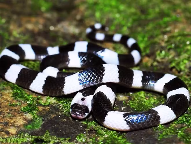 Sở dĩ rắn biển belcher được mệnh danh là loài rắn độc nhất trên thế giới, vì ngườibị chúng tấn công sẽ có cảm giác không đau đớn, tuy nhiên chúng sẽ phát tác sau khoảng 4 tiếng khi nọc độc đã ngấm vào cơ thể và khiến nạn nhân đau đớn và tử vong.