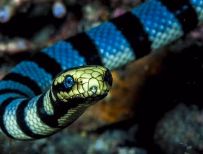 Lượng nọc độc tối đa của một vết cắn là 110mg, đủ để giết chết hàng nghìn người, và hơn 250.000 con chuột, mức độ nọc độc của rắn belcher gấp 10 lần rắn chuông Mojave và 50 lần rắn hổ mang thường.