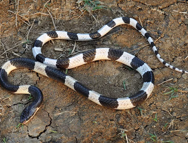 Blue Krait có chiều dài lớn nhất vào khoảng 160 cm và nọc độc có thể mạnh hơn nọc độc của rắn hổ mang thường đến 16 lần, thức ăn của loài rắn này đa số là các loài rắn nhỏ hơn chúng.