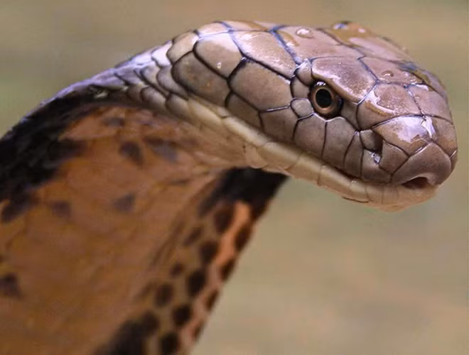 Nọc độc của nó gây gián đoạn cho việc truyền tín hiệu thần kinh và làm tê liệt hệ hô hấp và có thể gây chết người trong vòng nửa giờ. Lượngnọc độc chúng tiết ra trong một vết cắn có khả năng gây tử vong cho khoảng 20 – 30 người trưởng thành nếu không được chữa trị.