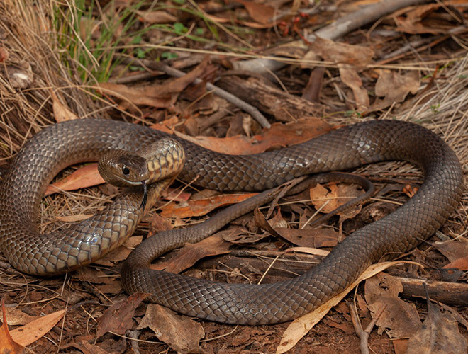 Thức ăn của loài rắn này là các loại động vật có xương sống bao gồm các loài ếch, thằn lằn, rắn, chim. Chúng thường săn mồi bằng cách truyền nọc độc và siết chặt con mồi,số lượng nọc phụ thuộc vào kích thước của con rắn.