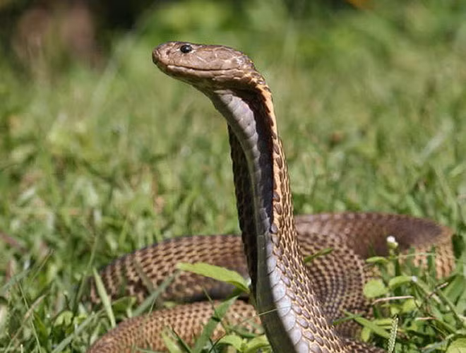 Rắn Philippine Cobra (rắn hổ mang chúa) được đánh giá là loài rắn độc dài nhất thế giới, với chiều dài tối đa ghi nhận được trong tự nhiên là khoảng 7m.