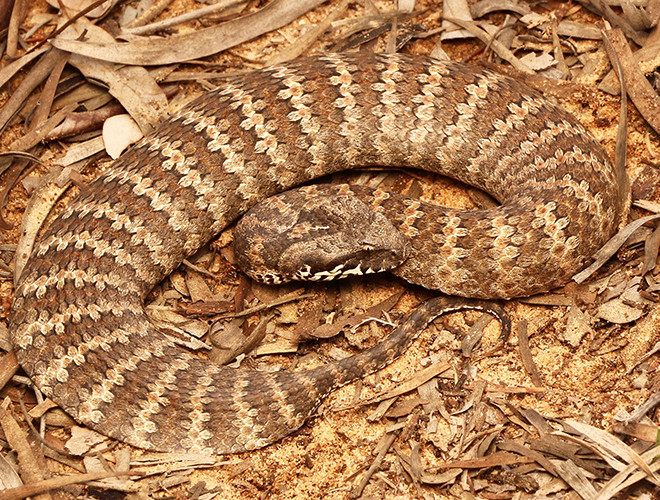 Với màu cam - nâu của mình con rắn tử thần này là một bậc thầy ngụy trang, nó có thể trông giống lá khô, tảng đá hay dễ dàng lẫn vào màu đất và bất thình lình tấn công con mồi.