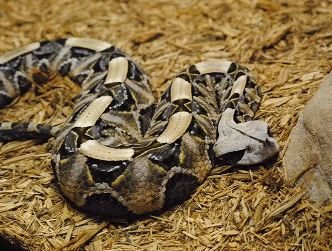 Rắn hổ lục Gaboon là loài rắn được tìm thấy ở châu Phi,được đánh giá là loài rắn lớn nhất hành tinh, chúng có chiều dài từ 1-2m, nặng gần 20kg và sở hữu răng nanh dài 5 cm với vẻ ngoài như một con sâu bướm khổng lồ.