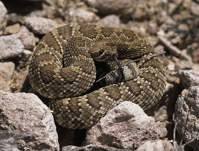 Rắn đuôi chuông (Rattlesnake) là loài rắn bản địa châu Mỹ, có chiều dài từ 1-1,5m, với nọc độc vô cùng nguy hiểm con mồi của chúng thường là những động vật có vú.