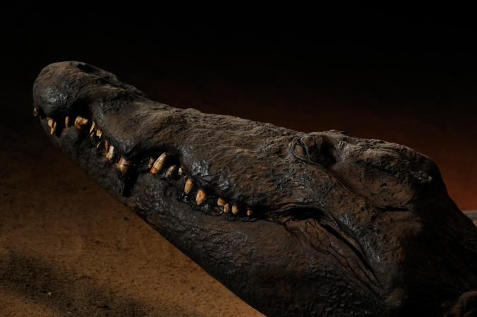 Một xác ướp cá sấu khiến rất nhiều người thích thú hàng ngàn năm sau khi chết. Động vật thường được ướp xác ở Ai Cập cổ đại với tư cách là vật nuôi quý giá hoặc hiện thân của một vị thần.