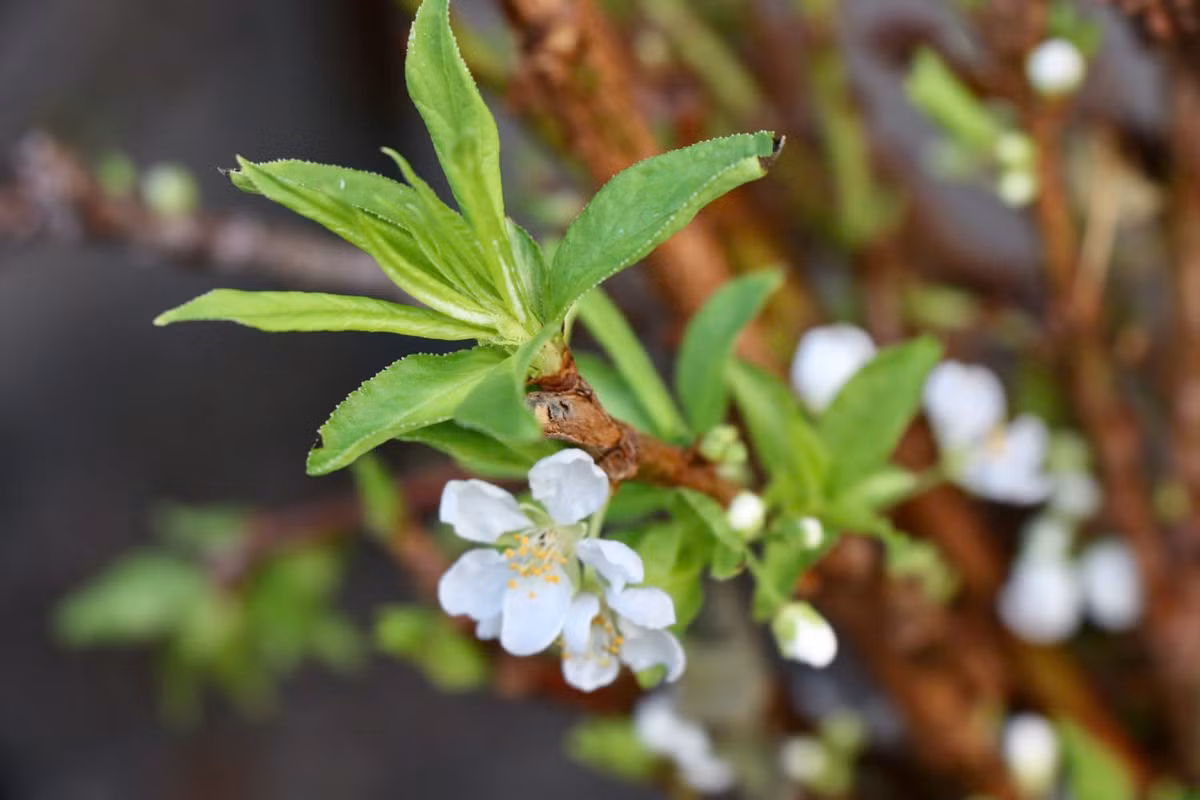 Man, dao Tay Bac no som hut khach cho hoa Quang An, Ha Noi-Hinh-5