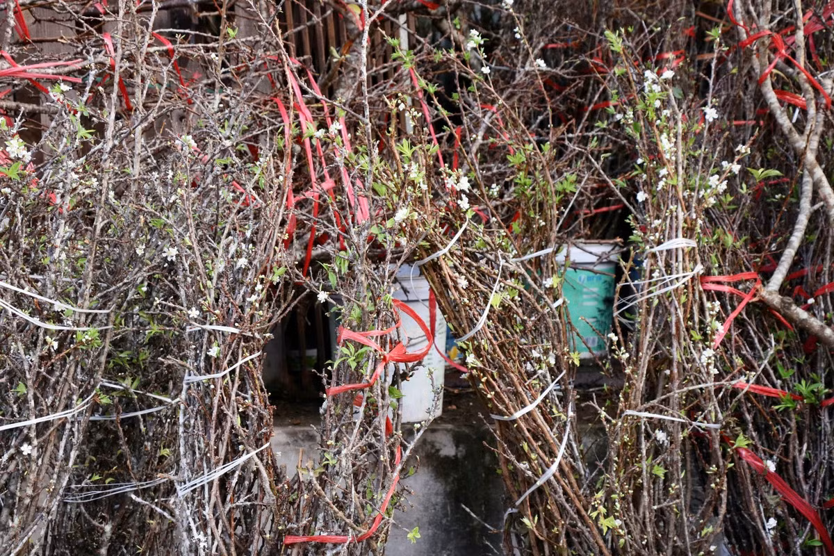 Man, dao Tay Bac no som hut khach cho hoa Quang An, Ha Noi-Hinh-2