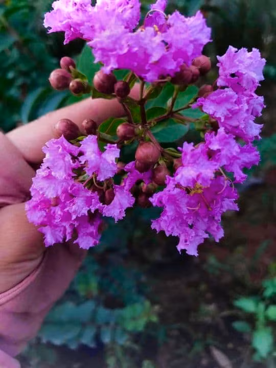 Trong hoa tuong vi hop voi ban menh gia chu gap may-Hinh-5