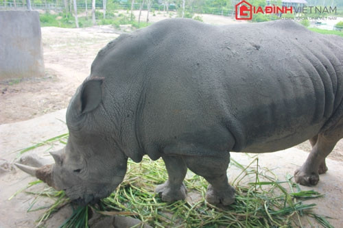 Giá trị của 2 cá thể tê giác này đến nay vẫn chưa được tiết lộ.