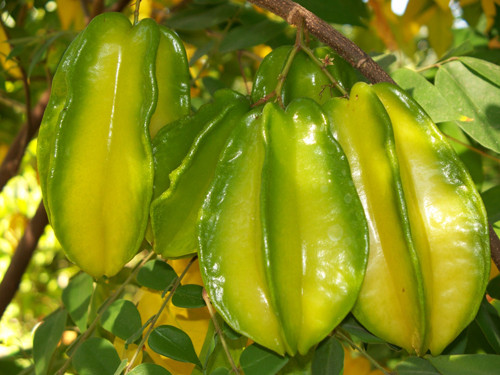 Giảm cân. Vitamin C trong khế tác động trực tiếp đến quá trình kiểm soát và loại bỏ chất béo cho cơ thể, bổ sung năng lượng từ các vi chất, chất khoáng tự nhiên, đốt cháy lớp mỡ thừa dưới da một cách an toàn và hiệu quả. Một bữa ăn có sự xuất hiện của khế chính là bữa ăn khôn ngoan cho người thừa cân, vừa giúp ngon miệng, vừa làm cơ thể thanh mát, tăng đề kháng,giảm cân nhanh chóng.