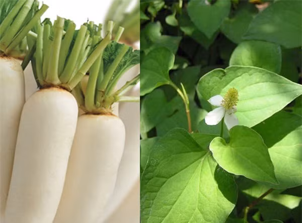 Rau diếp cá trị nám. Bạn đem củ cải xay lấy nước rồi đổ vào một chiếc bát nhỏ. Tiếp tục xay rau diếp cá rồi đổ vào chiếc bát nhỏ khác. Trộn lẫn 2 dung dịch đó lại với nhau rồi thoa trực tiếp lên bề mặt da khoảng 15 phút rồi rửa lại bằng nước sạch. Thực hiện từ 2-3 lần/ tuần để cảm nhận sự thay đổi của làn da. Với nguyên liệu dễ tìm và 3 bước thực hiện cực đơn giản, bạn đã có một mặt nạ phòng và trị nám da vô cùng hiệu quả.