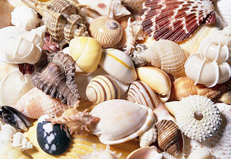 Động vật có vỏ. Cố gắng chờ đợi để đến khi con tròn 1 tuổi mới cho con ăn những món ăn được chế biến từ động vật có vỏ như ngao, ốc, trai… Việc này phải cẩn thận như là khi bạn tránh sử dụng những thực phẩm này ở thời kỳ đầu mang thai vậy. Sau giai đoạn 1 tuổi, bạn có thể cho con ăn từng loại khác nhau để xem con thích loại nào cũng như kiểm tra khả năng bị dị ứng của con với những loại thực phẩm đó.