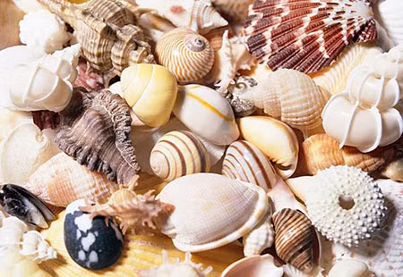 Động vật có vỏ. Cố gắng chờ đợi để đến khi con tròn 1 tuổi mới cho con ăn những món ăn được chế biến từ động vật có vỏ như ngao, ốc, trai… Việc này phải cẩn thận như là khi bạn tránh sử dụng những thực phẩm này ở thời kỳ đầu mang thai vậy. Sau giai đoạn 1 tuổi, bạn có thể cho con ăn từng loại khác nhau để xem con thích loại nào cũng như kiểm tra khả năng bị dị ứng của con với những loại thực phẩm đó.