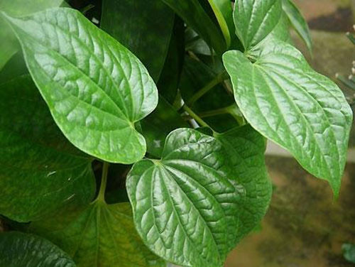 Lá trầu tươi: Một nắm nhỏ lá trầu tươi vò nát xá vào chân sau khi đã vệ sinh chân sạch sẽ, để trong 30 phút rồi rửa lại với nước ấm. Thực hiện đều đặn trong 10 ngày mùi hôi chân sẽ không làm bạn khó chịu nữa.