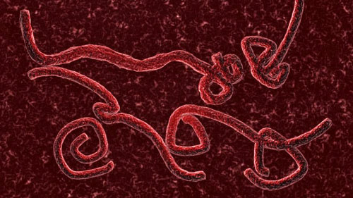 Người đi săn tiếp xúc với động vật chết do nhiễm virus Ebola trong rừng.