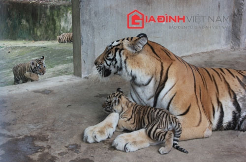 Hổ vàng được nhập về từ Cộng hòa Séc đã sinh sản lần thứ 2 ở Trại Bò.