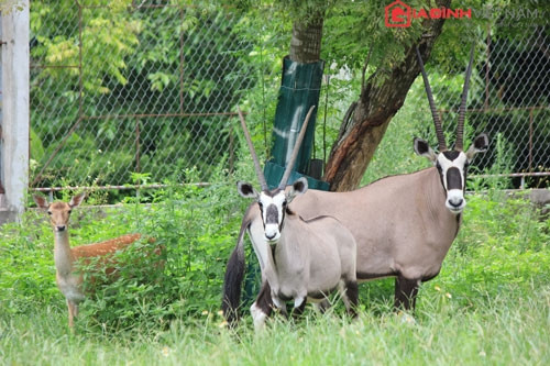 Linh dương sừng kiếm.