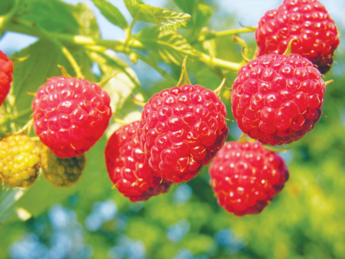 Cây mâm xôi. Trong tất cả các loại thảo dược cho bà bầu thì cây mâm xôi được dùng nhiều nhất vì nó nuôi dưỡng các cơ của tử cung bằng cách hỗ trợ dạ con co bóp được hiệu quả hơn trong quá trình sinh nở. Loại thảo dược này giàu vitamin và khoáng chất như canxi, sắt và vitamin nhóm B, đồng thời nó cũng hỗ trợ rất nhiều cho phụ nữ mang thai, sau khi sinh và mang lại nhiều sữa cho phụ nữ trong quá trình cho con bú.