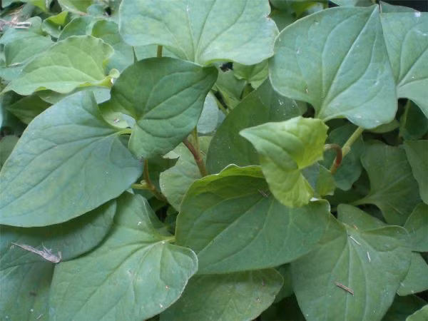 Lá diếp cá, đinh lăng: Hái diếp cá, đinh lăng mỗi thứ một nắm, rửa sạch. Sau đó các mẹ cho cả hai thứ vào cối giã thật nhỏ, đắp lên hai bầu ngực rồi băng lại.