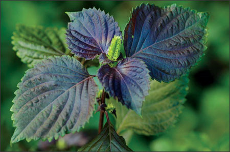 Lá tía tô, lá và ngọn rau dừa nước: Cũng như phương thuốc ở trên, lá tía tô, lá và ngọn rau dừa nước mỗi thứ 1 nắm, rửa sạch, giã nhỏ, đắp tại chỗ và băng lại.