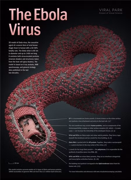 Theo các nghiên cứu của Trường đại học Y Pennsylvania, Ebola đã vô hiệu hóa protein tetherin, loại protein có chức năng ngăn chặn sự lây lan của virus từ tế bào này sang tế bào khác, từ đó đẩy lùi hệ miễn dịch của cơ thể.