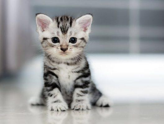 Người tuổi này bản tính hiếu khách, hiền hòa lại thêm biết cách nói lời dễ nghe khiến mọi người xung quanh yêu quý. Giai đoạn từ 16-19/10 Âm lịch nhanh chóng gặp được quý nhân trợ giúp.