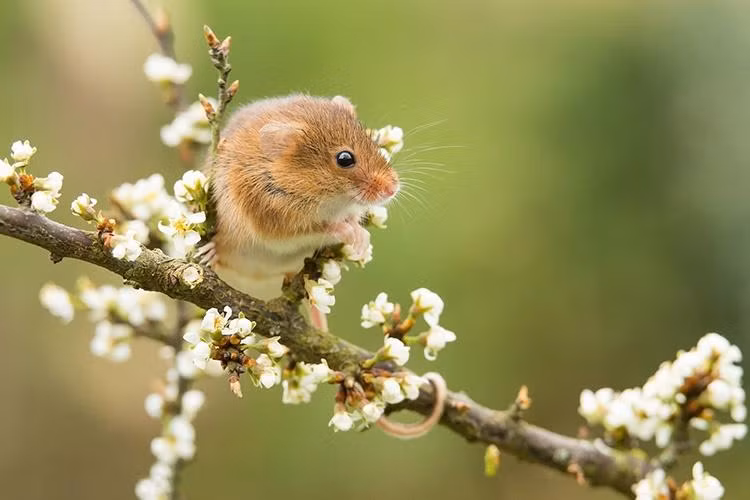 Bản mệnh nhanh chóng tìm được nguyên nhân gục ngã để vực dậy như vũ bão, người làm kinh doanh hoàn toàn có thể thu về lời lãi trong thời điểm vàng ngọc này. Tài lộc cũng nhờ đó theo chân mang đến hạnh phúc tài chính cho con giáp này.