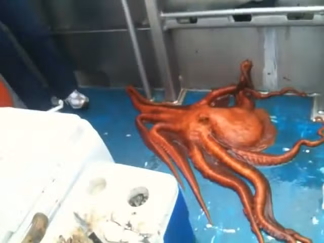 Cuoc tau thoat ngoan muc cua bach tuoc khong lo khoi thuyen