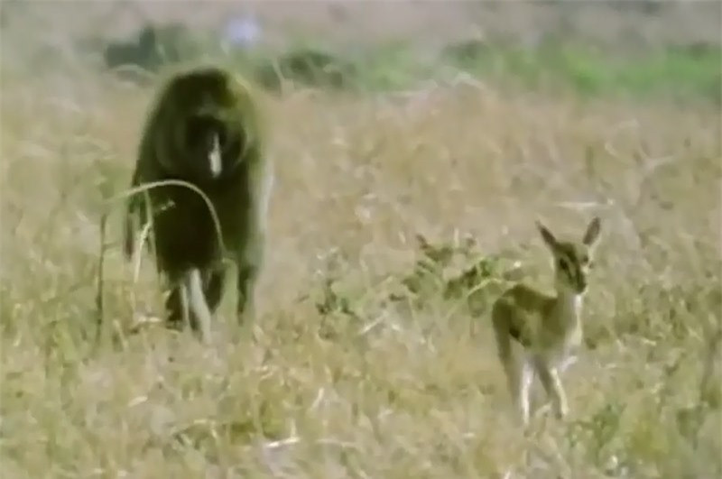 Khỉ đầu chó liều mình cứu sống linh dương Gazen ảnh 1