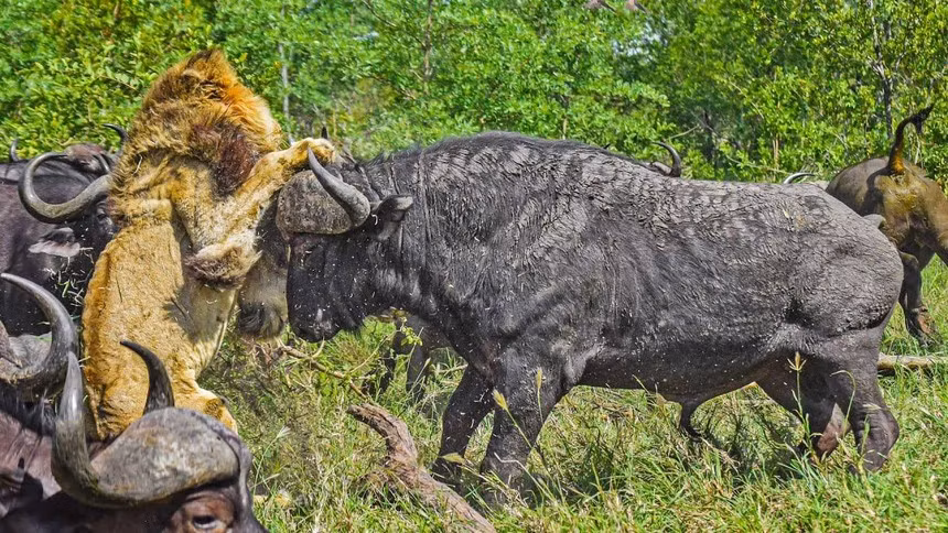 Ao tuong suc manh, vua su tu bi trau rung vui dap khong thuong tiec