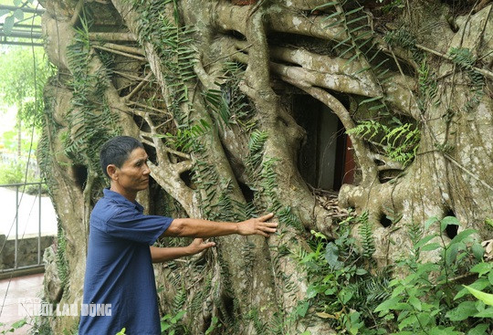 Theo các bậc cao niên thôn Bồng Sơn, ngôi miếu này có niên đại hàng trăm năm và rất linh thiêng. Nhiều người cao tuổi cho biết khi lớn lên đã thấy một cây sanh cổ thụ với bộ rễ mọc chằng chịt, khổng lồ ôm chặt, bao bọc lấy toàn bộ ngôi miếu. "Không ai trong làng biết chính xác miếu Cao Sơn có từ niên đại nào, nhưng theo một số tài liệu được dịch lại ngôi miếu có tuổi đời hàng trăm năm"- ông Luận thông tin.
