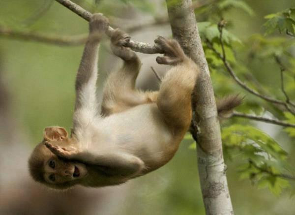 Con giáp này có sức "chiến đấu kiên cường" dù sống trong phong ba bão táp cũng không nản lòng, bản mệnh luôn tìm cách phát huy năng lực thích nghi và chiến thắng hoàn cảnh. 