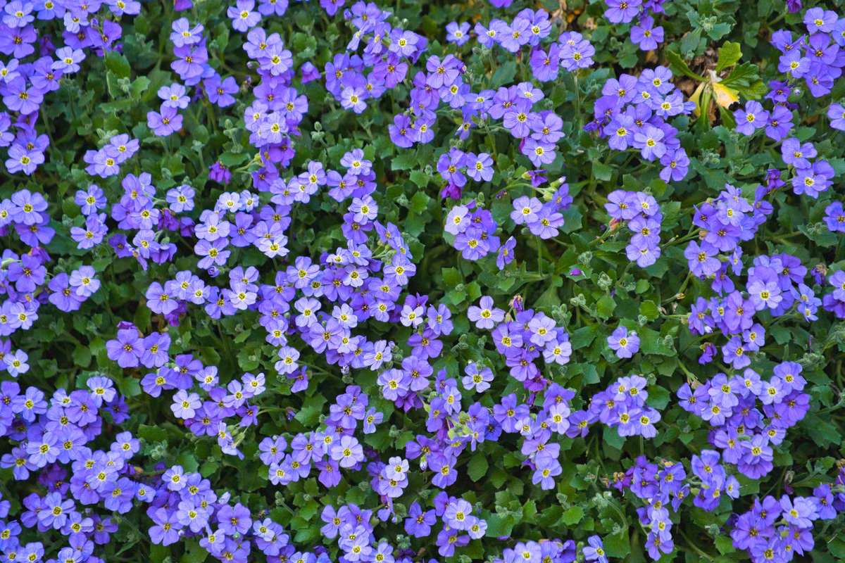 Ngay sinh Am lich ket thuc bang 4 so nay, hau van am em-Hinh-4