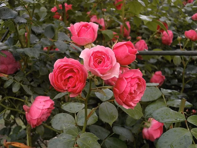 Ngay sinh Am lich ket thuc bang 4 so nay, hau van am em