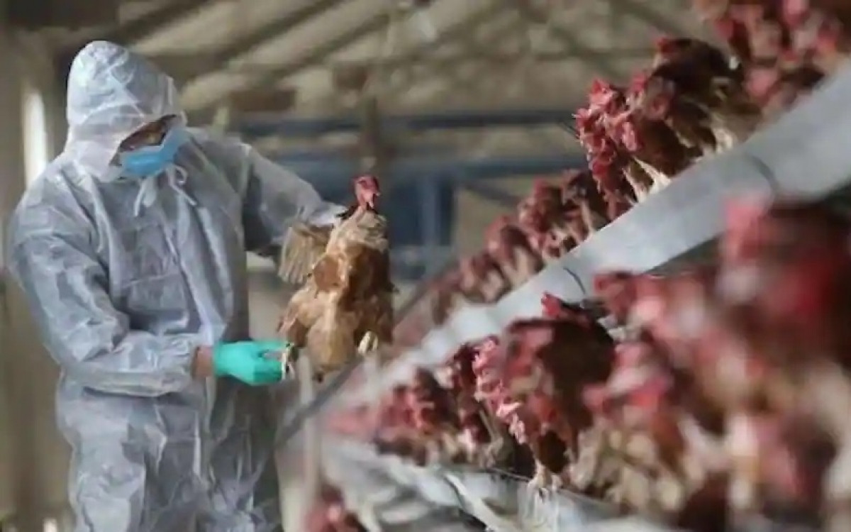 Cúm gia cầm lan rộng bất thường tại Nhật Bản Cum gia cam lan rong bat thuong tai Nhat Ban