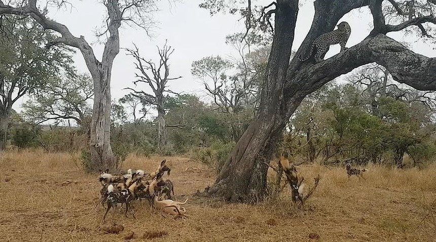 Khi bao hoa mai tro thanh con moi cua cho hoang