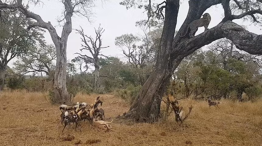 Khi bao hoa mai tro thanh con moi cua cho hoang