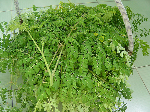 Rau chùm ngây cực kỳ tốt cho bé, loại rau này giàu vitamin và các chất tốt cho bé hơn bất cứ loại rau nào khác. Đây là loại rau hàng đầu cho bé ăn dặm.