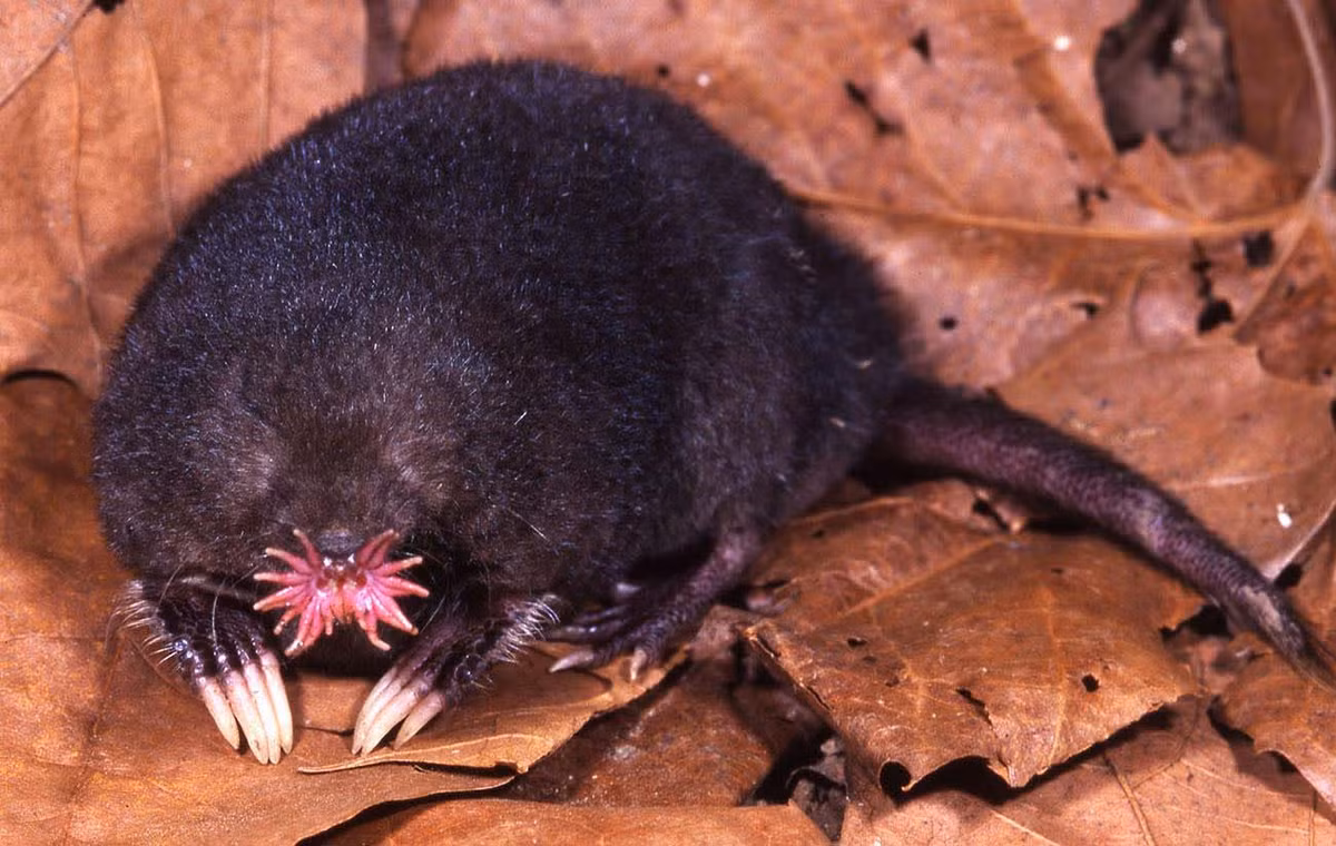 Nhung loai dong vat ky di voi 