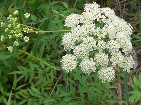 Hoa cần nước. Theo báo cáo của Bộ nông nghiệp Mỹ thì cây độc cần nước là loại thực vật độc hại nhất ở Bắc Mỹ. Hoa và thân cây thì an toàn nhưng phần rễ cây lại chứa chất nhựa chết người dù chỉ hấp thụ một lượng rất nhỏ, với thành phần chính là chất cicutoxin gây nên chứng co giật, tai biến mạch máu não.