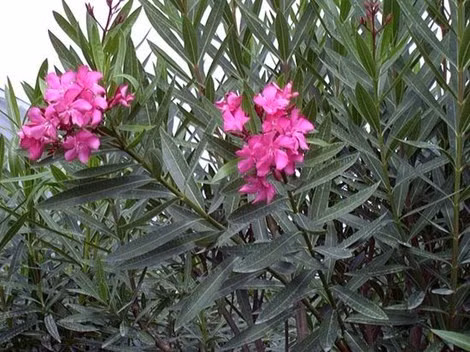 Trúc đào. Là loài hoa có độc tính rất cao, rất nguy hiểm đối với hệ tim mạch. Chất độc này có mặt trong cây, lá, hoa, trái, hạt trúc đào. Triệu chứng xuất hiện sau khi ăn phải 10-15 phút sau ăn với biểu hiện buồn nôn ói dữ dội, lơ mơ, nhức đầu, mệt lả, tiêu chảy liên tục, loạn nhịp tim nghiêm trọng. Nếu không được cứu chữa kịp thời có thể trụy tim mạch, không đo được huyết áp dẫn tới tử vong. Ở nhiều nơi, cành lá và hạt trúc đào được giã nát để làm thuốc trừ sâu bệnh rất hiệu quả.