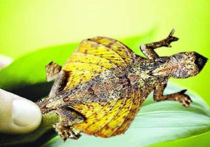 3. Tắc kè bay đốm. Tắc kè bay đốm (Dacro maculates) có màng da rộng giữa hai chân, có thể bay từ cây này qua cây khác để tìm kiếm thức ăn và lẩn tránh kẻ thù. Loài tắc kè này còn có thể hóa trang vào môi trường một cách vô cùng tinh vi.