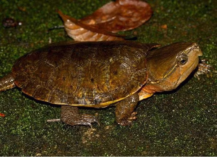 2. Rùa đầu to. Rùa đầu to (Platysternum megacephalum) có cái đầu rất to và cái đuôi dài quá khổ. Đặc biệt, chiếc đầu to này không thể thụt vào trong mai. Chúng là một trong những con rùa xấu xí trong họ nhà rùa. Ngoài Việt Nam, chúng còn phân bố ở nhiều nước như Trung Quốc, Lào, Thái Lan… Rùa đầu to sống ở các khe suối trong rừng, nơi nước trong và chảy chậm. Ban ngày chúng ẩn dưới các tảng đá hoặc phơi nắng trên bờ suối, chúng đi tìm mồi lúc sẩm tối hoặc ban đêm. Thức ăn của chúng là động vật không xương sống, các loài thân mềm hoặc động vật giáp xác nhỏ. Khi trưởng thành rùa có thể đạt kích thước mai khoảng hơn 20 cm. 1. Thằn lằn chân ngắn