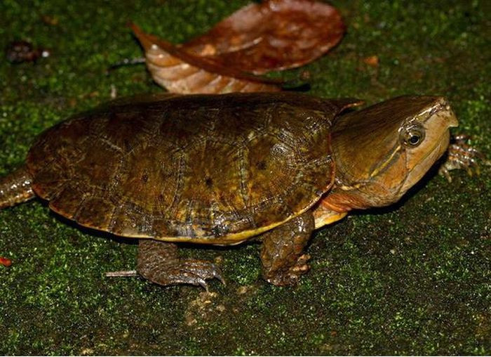 2. Rùa đầu to. Rùa đầu to (Platysternum megacephalum) có cái đầu rất to và cái đuôi dài quá khổ. Đặc biệt, chiếc đầu to này không thể thụt vào trong mai. Chúng là một trong những con rùa xấu xí trong họ nhà rùa. Ngoài Việt Nam, chúng còn phân bố ở nhiều nước như Trung Quốc, Lào, Thái Lan… Rùa đầu to sống ở các khe suối trong rừng, nơi nước trong và chảy chậm. Ban ngày chúng ẩn dưới các tảng đá hoặc phơi nắng trên bờ suối, chúng đi tìm mồi lúc sẩm tối hoặc ban đêm. Thức ăn của chúng là động vật không xương sống, các loài thân mềm hoặc động vật giáp xác nhỏ. Khi trưởng thành rùa có thể đạt kích thước mai khoảng hơn 20 cm. 1. Thằn lằn chân ngắn