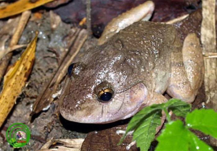 5. Ếch gáy dô. Ếch gáy dô (Limnonectes Dabanus) là một loài lưỡng cư cổ còn sót lại từ kỷ Phấn trắng. Chúng là loài động vật đặc hữu của Việt Nam. Môi trường sống tự nhiên của ếch gáy dô là các khu rừng ẩm thấp nhiệt đới và cận nhiệt đới, các con sông hay đầm lầy. Tình trạng của loài này chưa được biết đầy đủ.