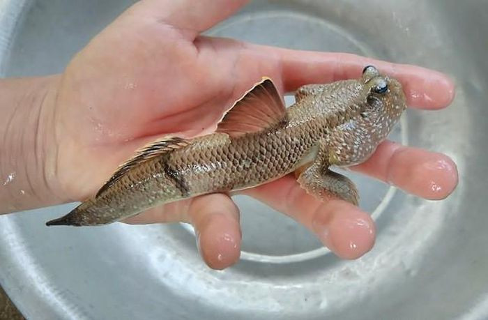 7. Cá thòi lòi. Cá thòi lòi có tên khoa học là Periophthalmus schlosseri. Nhiều người tưởng rằng chúng là một loài lưỡng cư vì chúng có đôi mắt lồi như mắt ếch và có thể di chuyển dễ dàng trên cạn bằng hai chi trước. Chúng được tìm thấy tại khu vực cửa sông, hạ lưu sông và biển ở vùng nhiệt đới trải dài từ Ấn Độ, Đông Nam Á đến Australia. Cá thòi lòi phổ biến nhất dọc các bãi lầy ở cửa sông, không ngập quá 2 m nước. Loài cá này sinh sống trong hang hốc vét ở bãi lầy. Khi thủy triều xuống thì cá chui ra, nhất là những ngày nắng ráo.